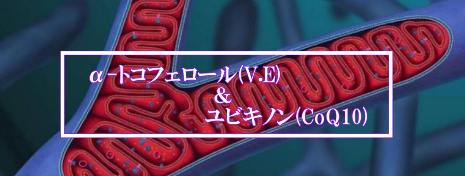 トコフェロール＆CoQ10